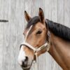 Nylon Anatomic Halter - Image 8