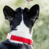 Dog Collar Corduroy - Image 9