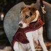 Dog Coat Original - Image 2