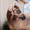 Teddy Fleece Halter - Image 6