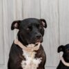 Dog Collar Teddy Fleece - Image 5