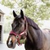 Velvet Halter - Image 14