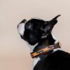 Dog Collar Handmade Pearls - Image 29