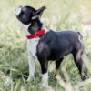 Dog Collar Corduroy - Image 8