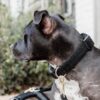 Dog Collar Teddy Fleece - Image 8