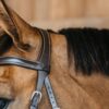 Bitless Bridle - Image 9