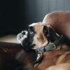 Plaited Nylon Dog Collar - Image 10