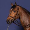 D Motion Bridle - Image 5