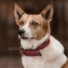 Plaited Nylon Dog Collar - Image 28