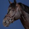 Flash Noseband Bridle - Image 1