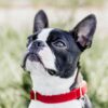 Dog Collar Corduroy - Image 10