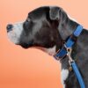 Plaited Nylon Dog Collar - Image 15