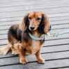 Dog Collar Wool - Image 13