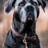 Dog Collar Velvet Leather - Image 3