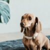 Dog Collar Wool - Image 18