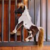 Relax Horse Toy Alvin - Image 7