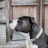 Dog Collar Velvet - Image 13