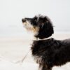 Dog Collar Wool - Image 16