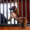 Relax Horse Toy Tableux - Image 5