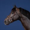 Anatomic Flash Noseband Bridle - Image 1