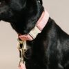 Dog Collar Wool - Image 3