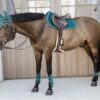 Young Horse Fetlock Boots Velvet - Image 12