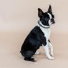 Dog Collar Triangle - Image 3