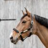 Nylon Anatomic Halter - Image 13