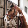 Plaited Nylon Halter - Image 2